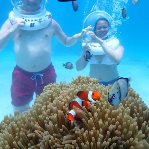 A helmet diver among anemones and clownfish