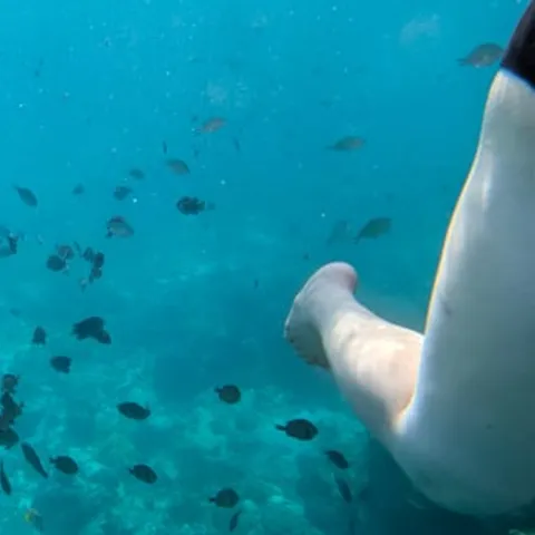 Reef fish in the shallows off Boracay