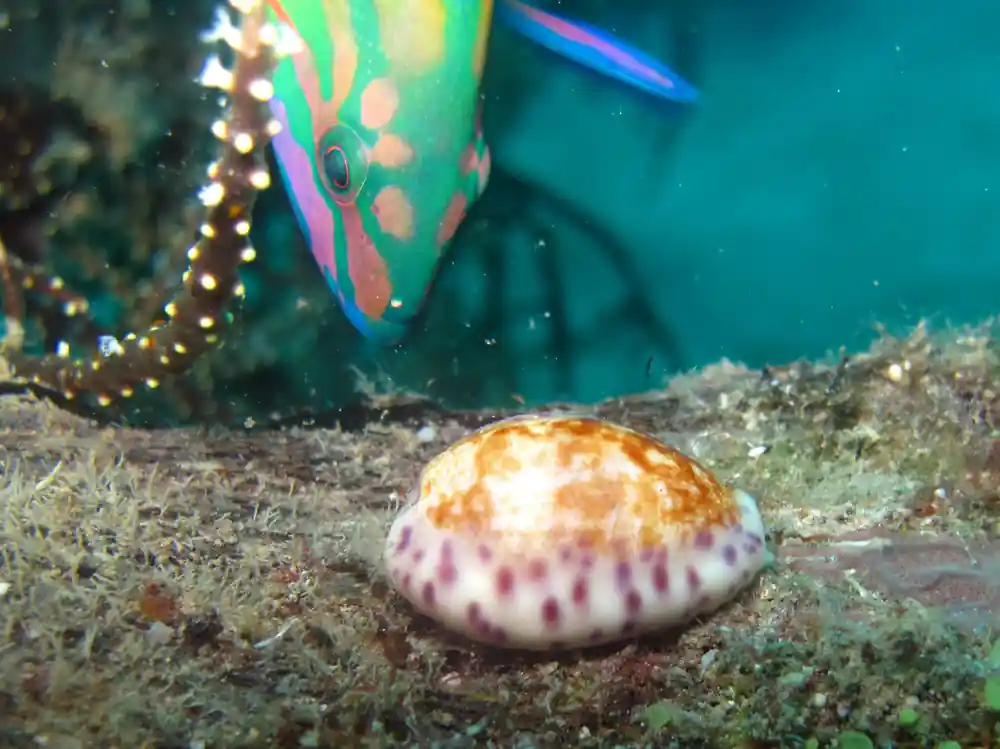 a cowrie shell on the reef with a small colourful fish above it