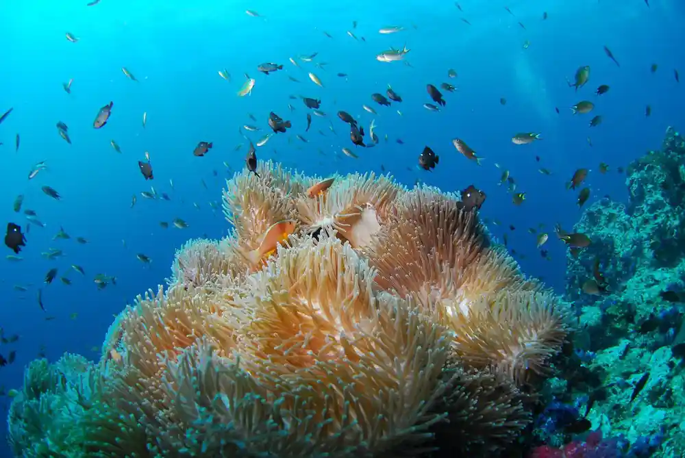 a large anemone with clownfish among it and small fish above the reef