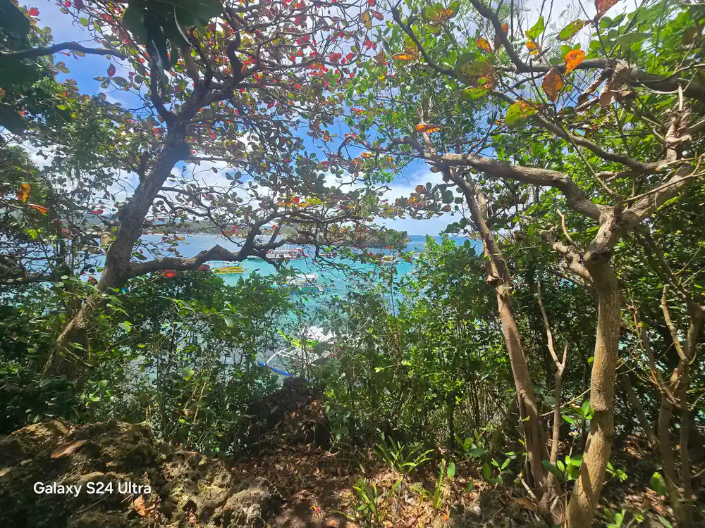 the sea glimpsed through overhanging branches from the shore path